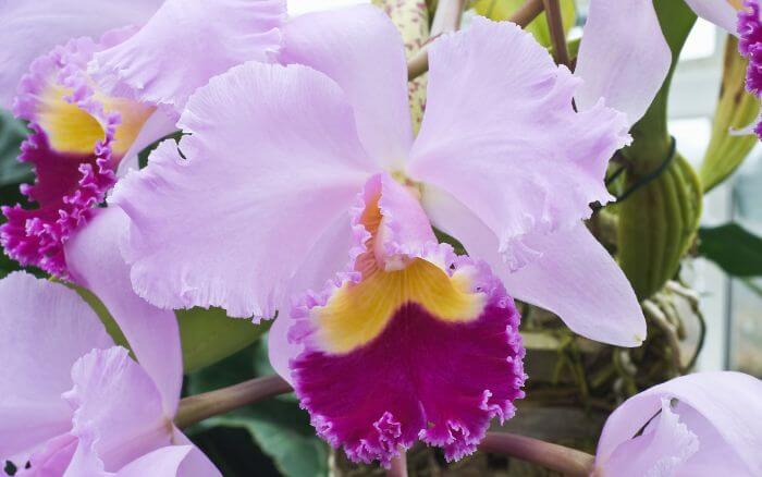Cattleya trianae: Símbolo da Colômbia. Orquídea icônica, representando a diversidade colombiana.