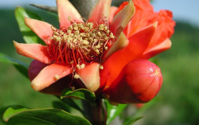 Romã: Símbolo da Espanha. Fruto tradicional da Espanha, simbolizando fertilidade e prosperidade.
