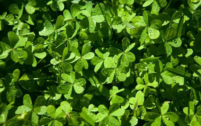 Trevo: Símbolo da Irlanda do Norte. Símbolo nacional irlandês, representando boa sorte e esperança.