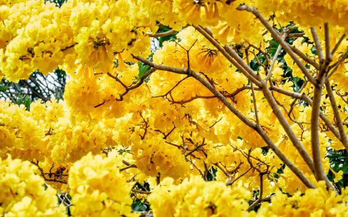 Ipê Amarelo: Símbolo do Brasil. Árvore icônica brasileira, simbolizando a beleza das florestas tropicais.