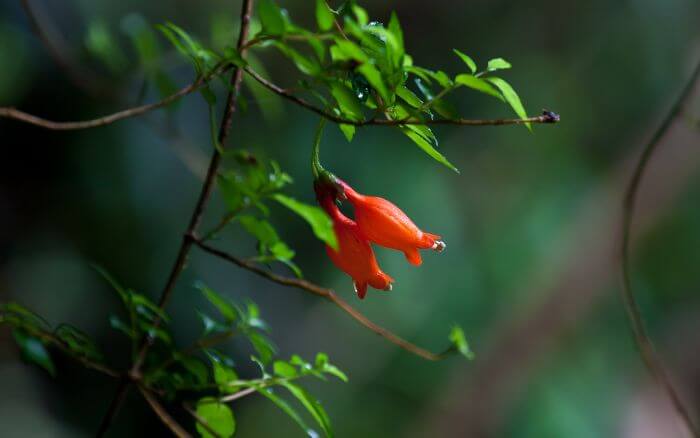 Copihue: Símbolo do Chile Flor nacional do Chile, representando identidade cultural.
