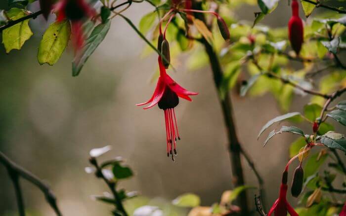 Cantuta: Símbolo do Peru. Flor tradicional peruana, símbolo de amor e união.