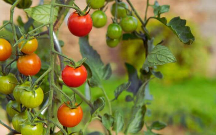Tomateiros crescendo em uma horta vertical caseira, ideal para otimizar espaços pequenos em casa.