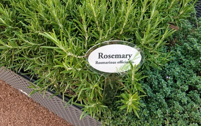 Ramos de alecrim crescendo em um vaso em um jardim caseiro ensolarado.