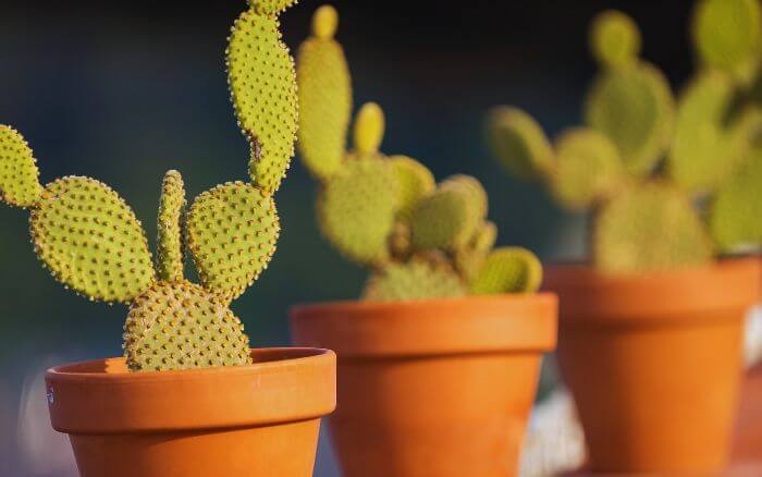 Cacto Orelha de Coelho. Cacto orelha de coelho (Opuntia microdasys) exibindo sua forma única e espinhos divertidos.