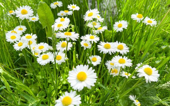 Flores de camomila brancas e delicadas em um vaso, prontas para o preparo de chá medicinal.