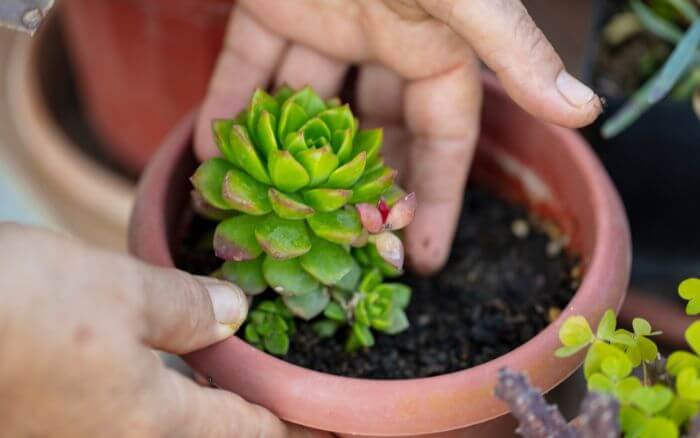 Cuidados essenciais com suculentas. Passo a passo para cuidar de suculentas, incluindo rega moderada e escolha do substrato.
