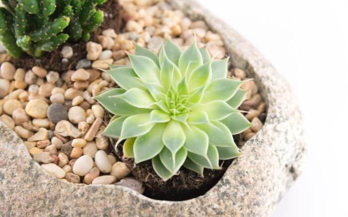 Echeveria em vaso decorativo para suculentas. Echeveria, planta suculenta em vaso.