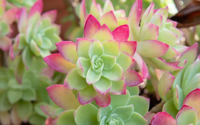 Echeveria: uma suculenta perfeita para iniciantes. Echeveria, uma suculenta bonita e fácil de cuidar, ideal para ambientes internos.