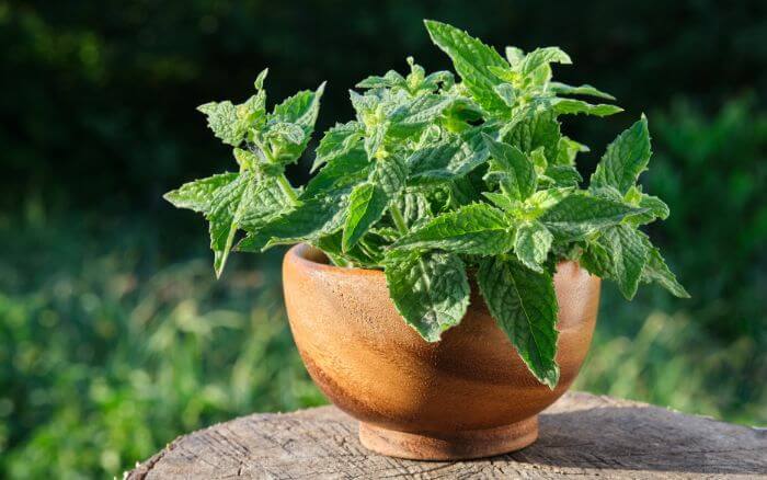 Erva-cidreira com folhas verdes e perfumadas cultivada em um vaso para uso medicinal.