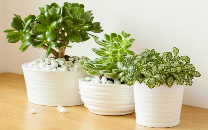 Planta-jade: Uma suculenta que é símbolo de boa sorte e fartura. Planta-jade em vaso decorado com pedriscos.