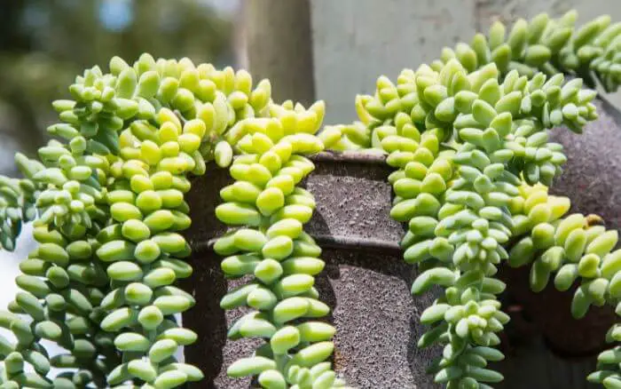 Sedum Morganianum: uma suculenta pendente ideal para decoração. Sedum morganianum, conhecido como rabo-de-burro, é uma suculenta pendente perfeita para prateleiras e espaços suspensos.